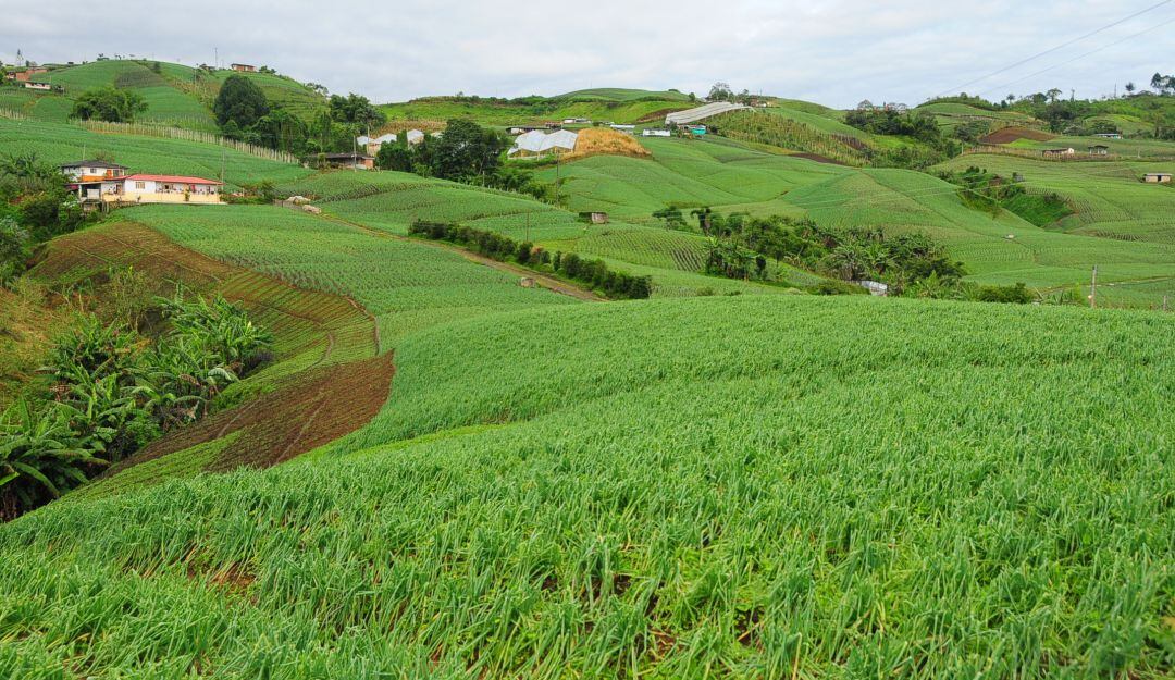 Cultivos. Imagen de referencia