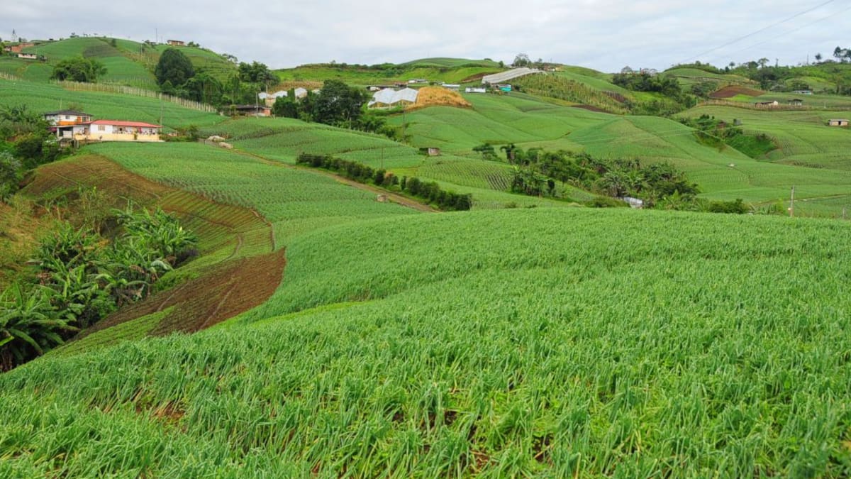 Regreso al campo, iniciativa para fomentar proyectos agrícolas sostenibles