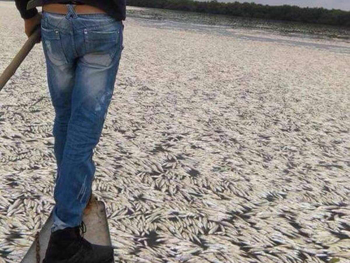 Otra mortandad de peces en Ciénaga Grande de Santa Marta