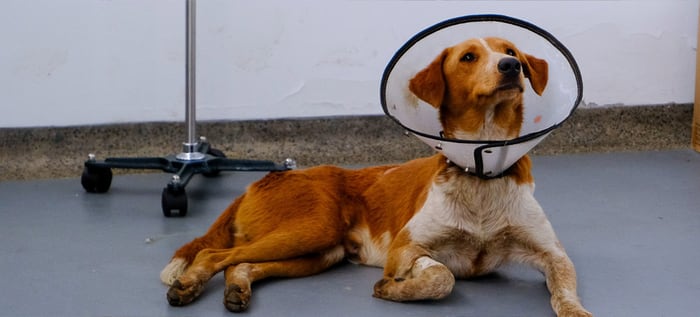 "Firulais" herido con arma de fuego en su columna