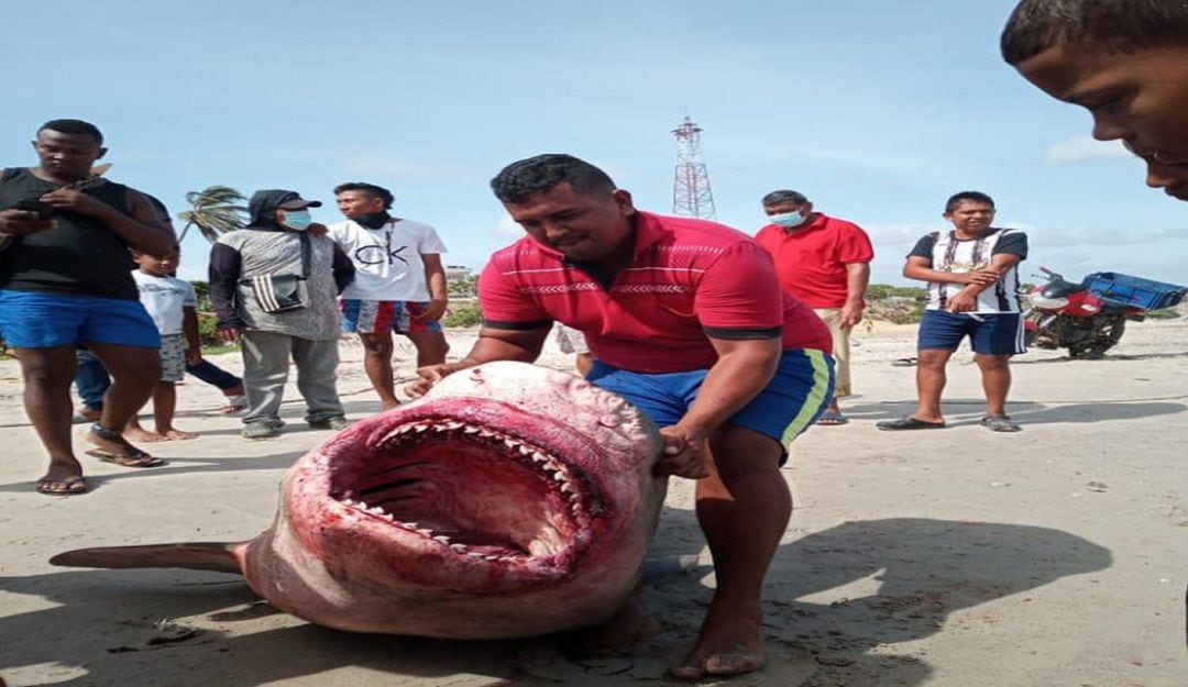 El tibueron atrapado y descuartizado en Riohacha.