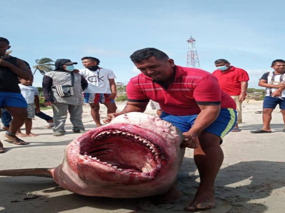 Pescadores de Riohacha atrapan y descuartizan tiburón