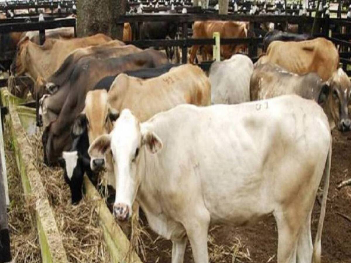 En riesgo 250 mil litros de leche por erosión en Salamina
