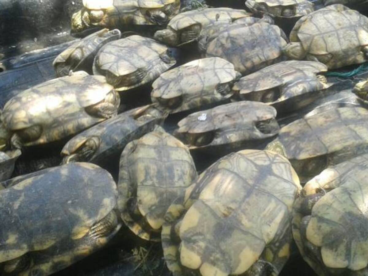 Policía ambiental y CRA decomisan y liberan más de 50 hicoteas