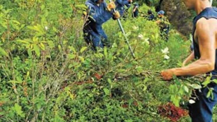 Gobierno cree que fallo de Corte limitaría lucha a cultivos ilícitos