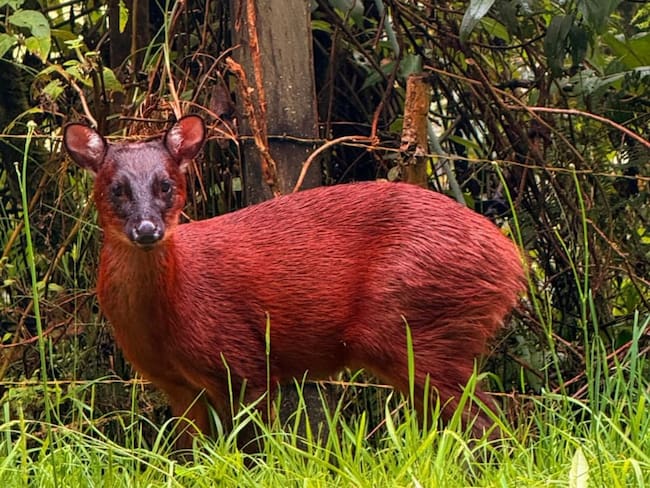 Avistan en el norte del Tolima a un venado rojo andino, una especie en alto riesgo de extinción