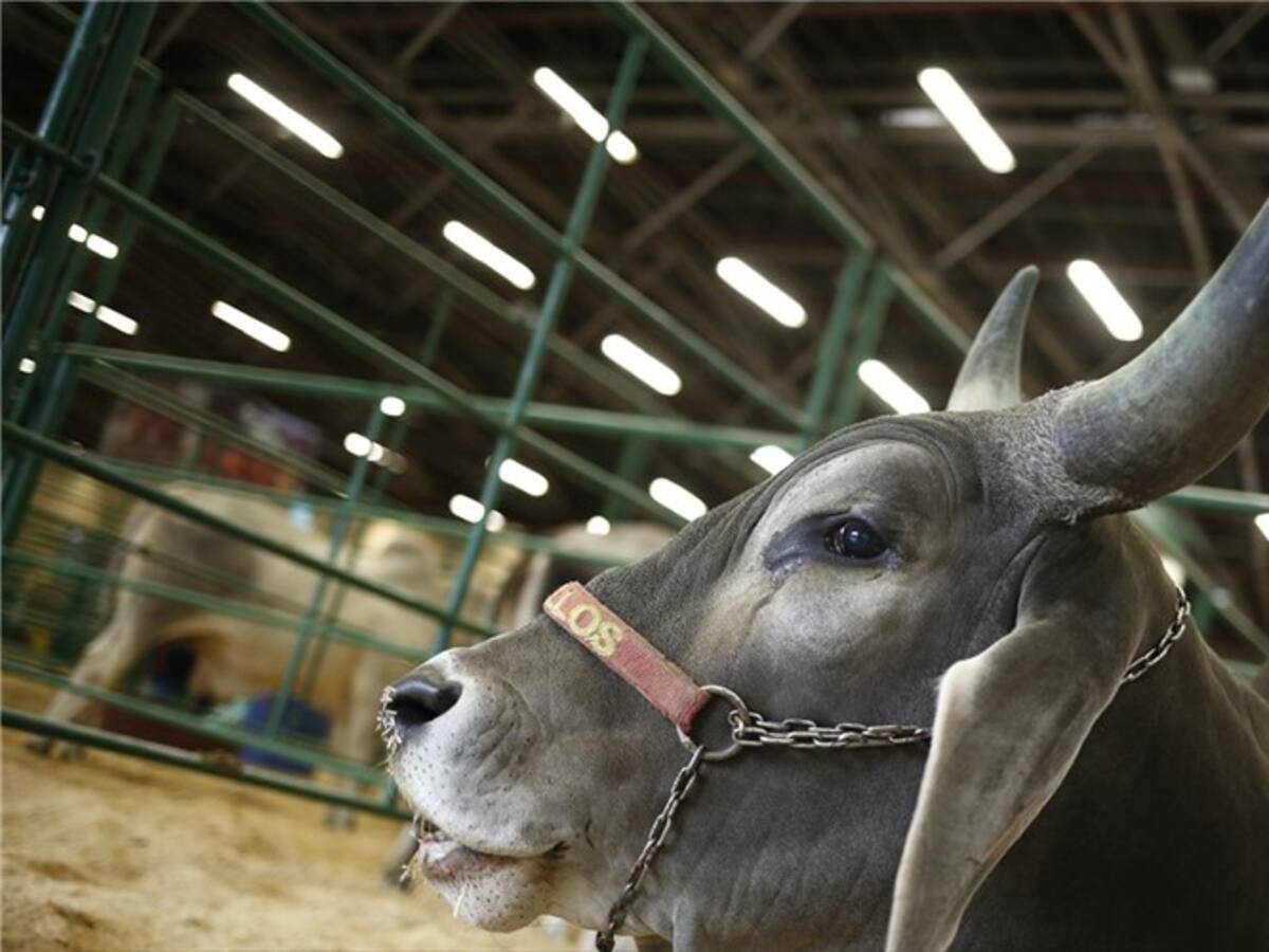 Para el exministro Juan Camilo Restrepo haber elegido de forma directa a Fedegán es ilegal