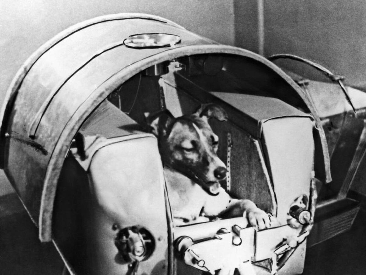 ¿Cuáles han sido los perros más importantes para la historia de la ciencia?