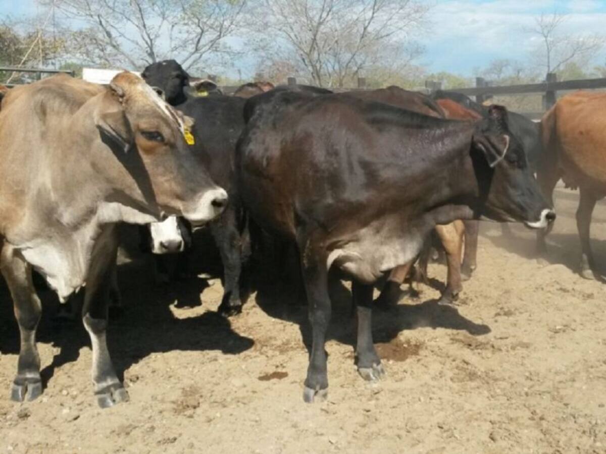 Ganaderos deben legalizarse en el Tolima para evitar sanciones