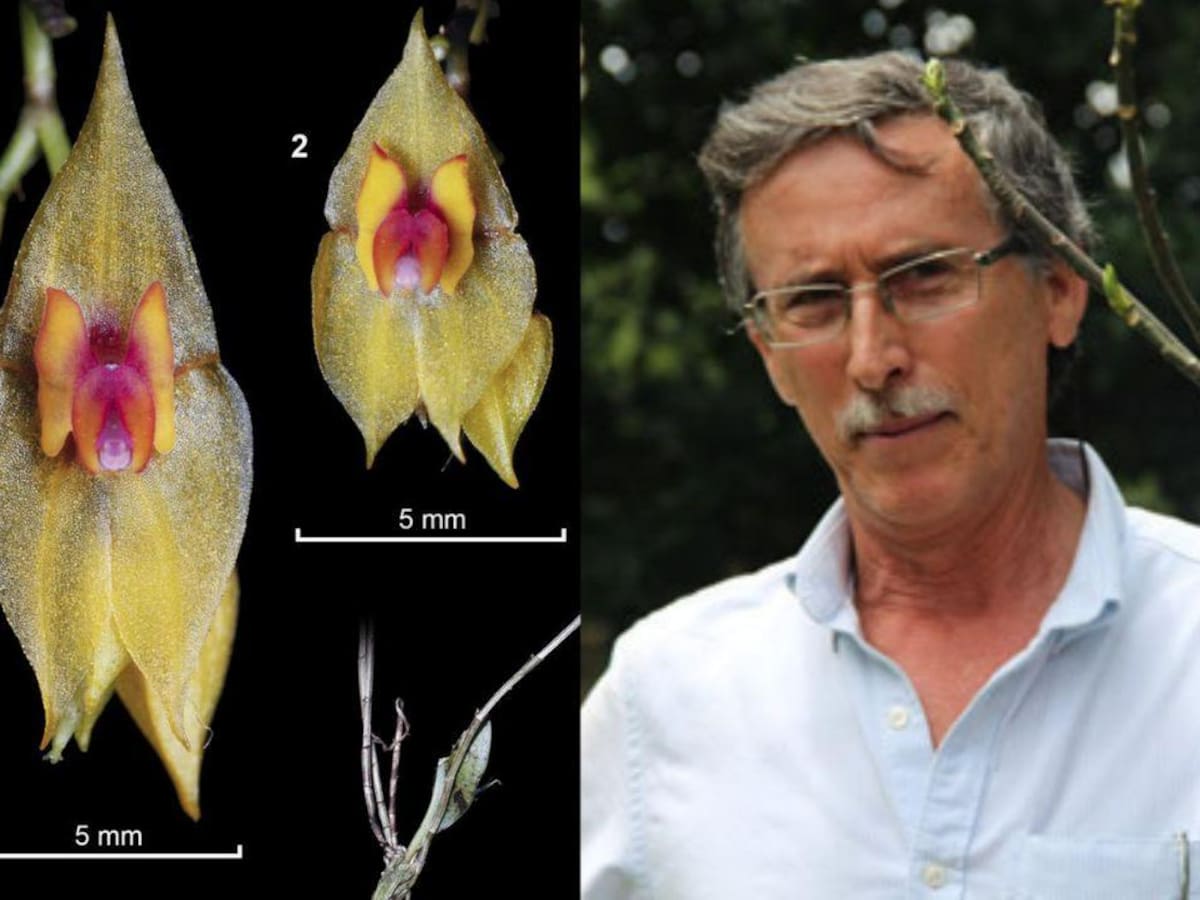 Nueva especie de orquídea es bautizada en honor a León Morales, referente botánico de Medellín
