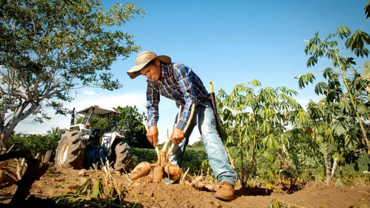 Familia de agricultores: protagonistas detrás de cerveza de yuca de Bavaria