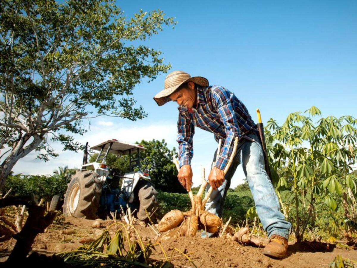 Familia de agricultores: protagonistas detrás de cerveza de yuca de Bavaria