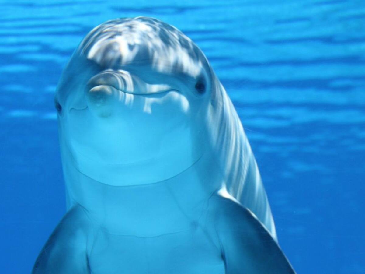 Delfines del Acuario de Santa Marta podrán volver al mar