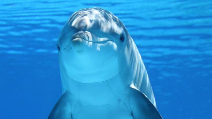 Delfines del Acuario de Santa Marta podrían volver al mar