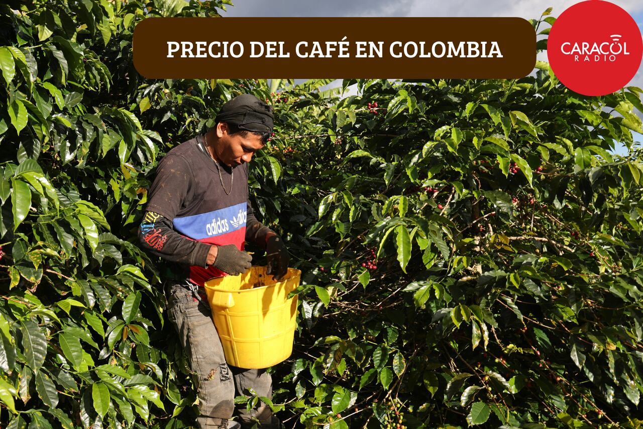 Precio del café colombiano para exportación y comercialización a nivel nacional - Imagen de referencia - Crédito: Getty Images.