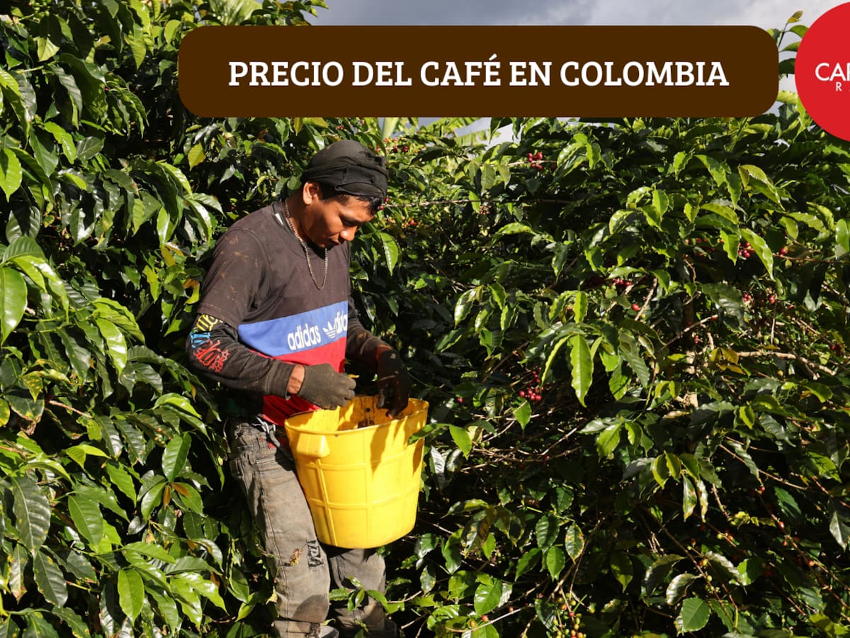 Así cerró la semana el café: Cotización oficial de la carga de 125 kg para HOY 13 de marzo