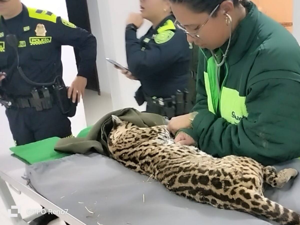 Apareció uno de los 6 animales robados del zoológico Guátika de Tibasosa