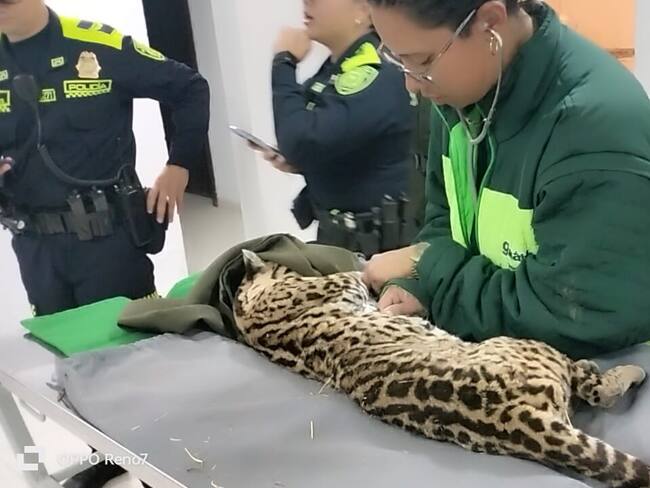 Recuperan un ocelote que fue robado del Bioparque Guátika