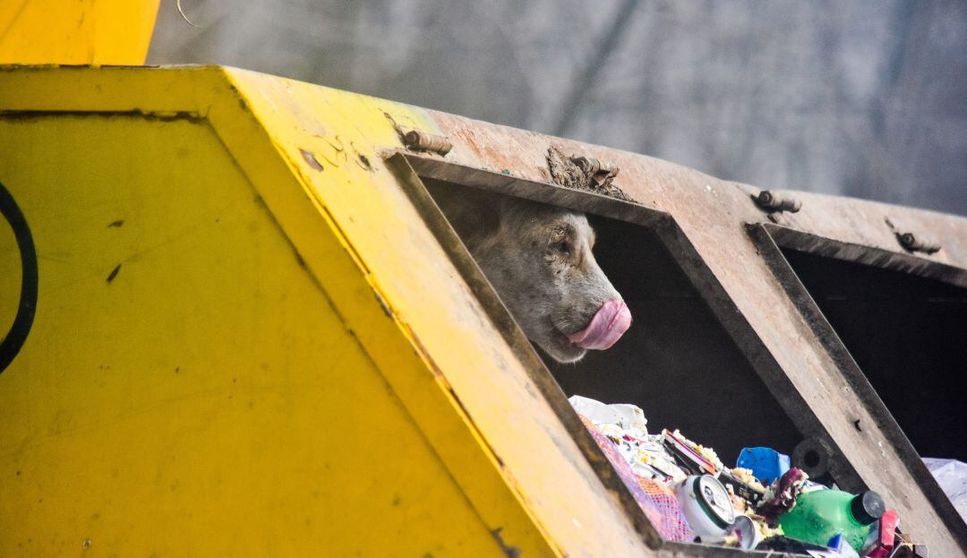 Animales callejeros.