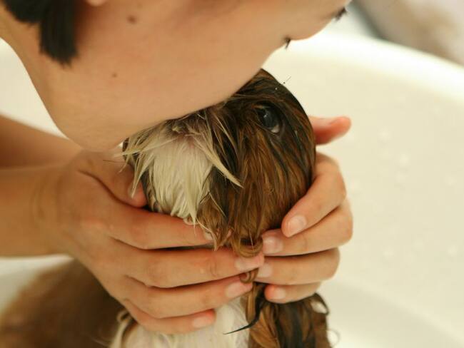 Escuche el programa Mascotas Caracol 16 de octubre