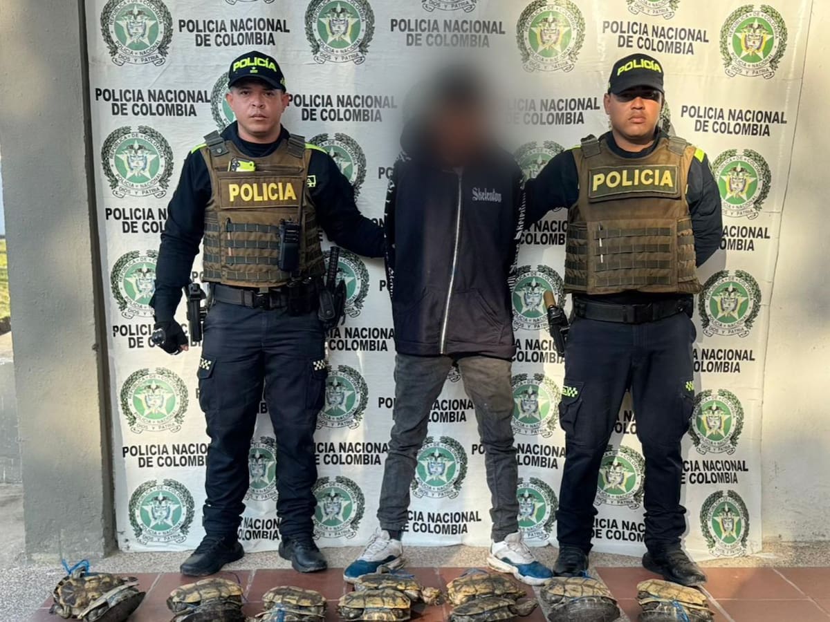 Policía rescata 26 hicoteas y captura a presunto traficante en Magangué, Bolívar