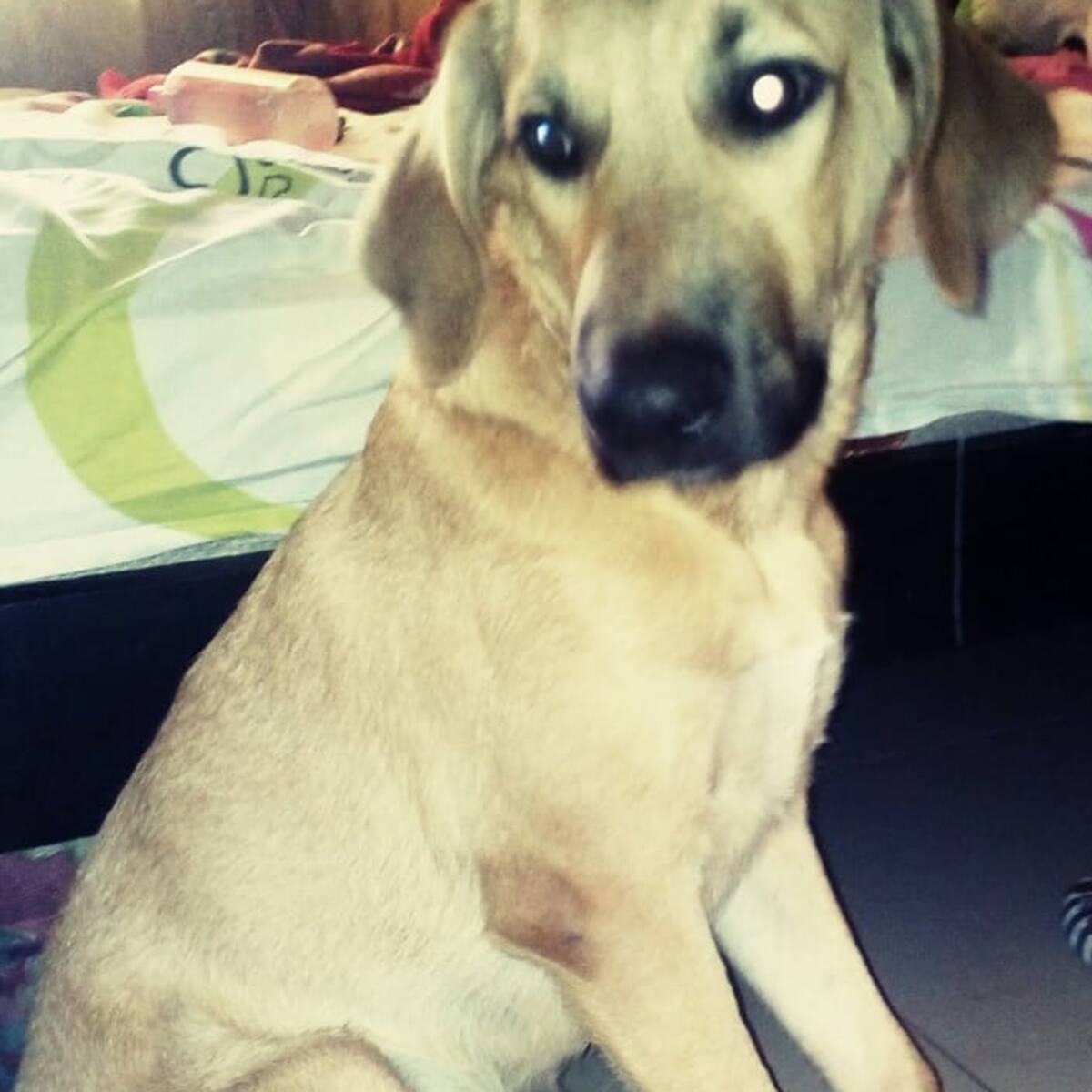 Familia denuncia que su mascota no tuvo atención oportuna en el CBA