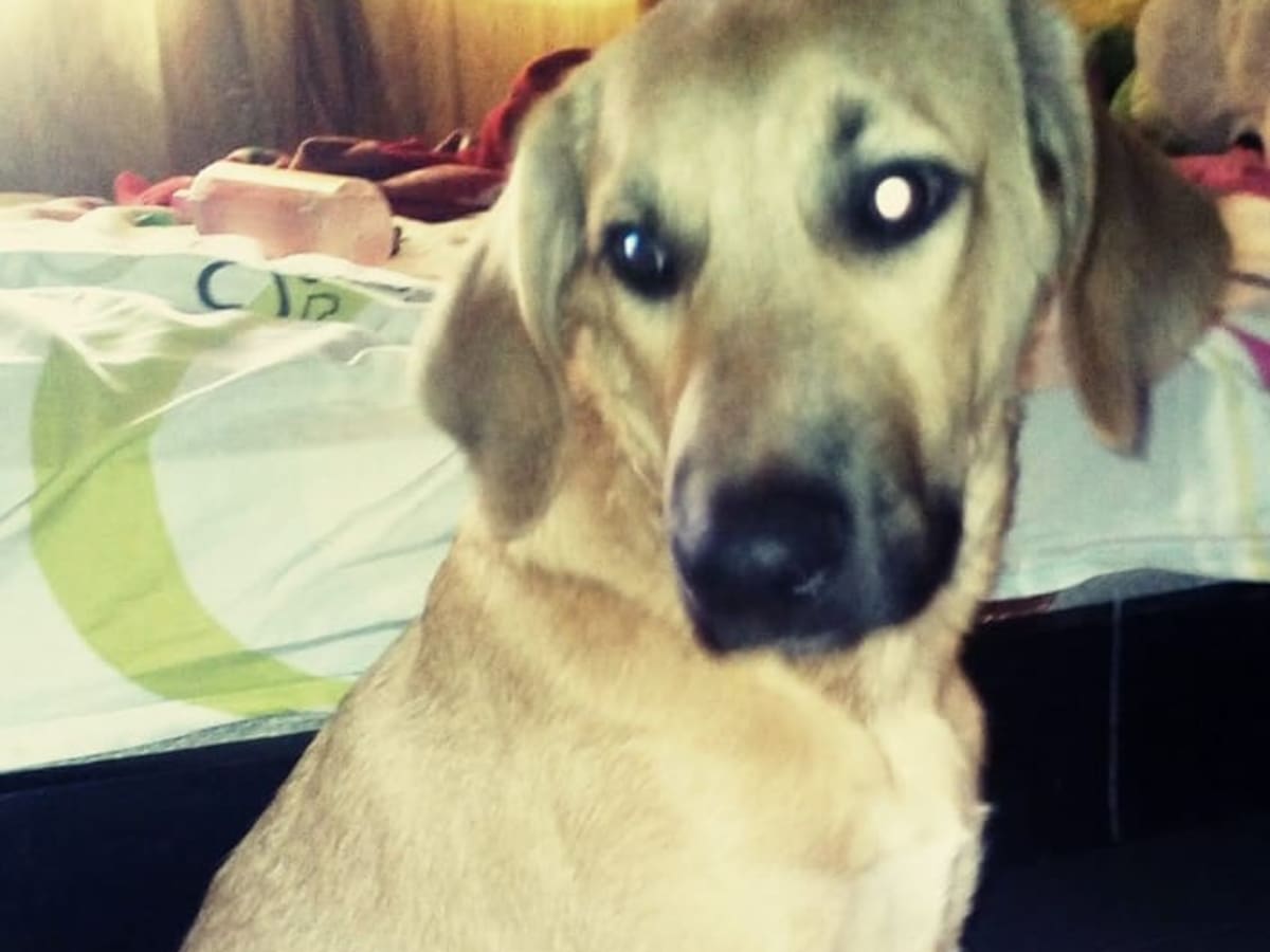 Familia denuncia que su mascota no tuvo atención oportuna en el CBA