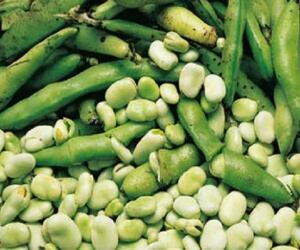 Habas del Macizo Colombiano