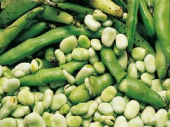 Habas del Macizo Colombiano