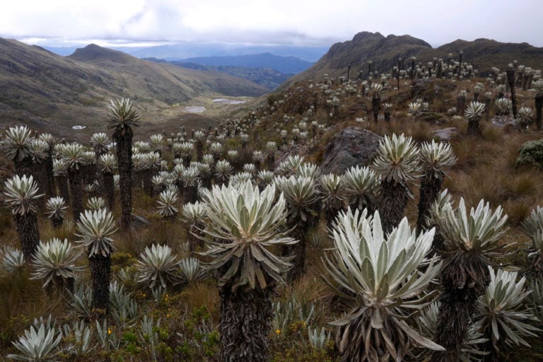 Páramo de Pisba y Paya en Boyacá / Foto: Gobernación de Boyacá