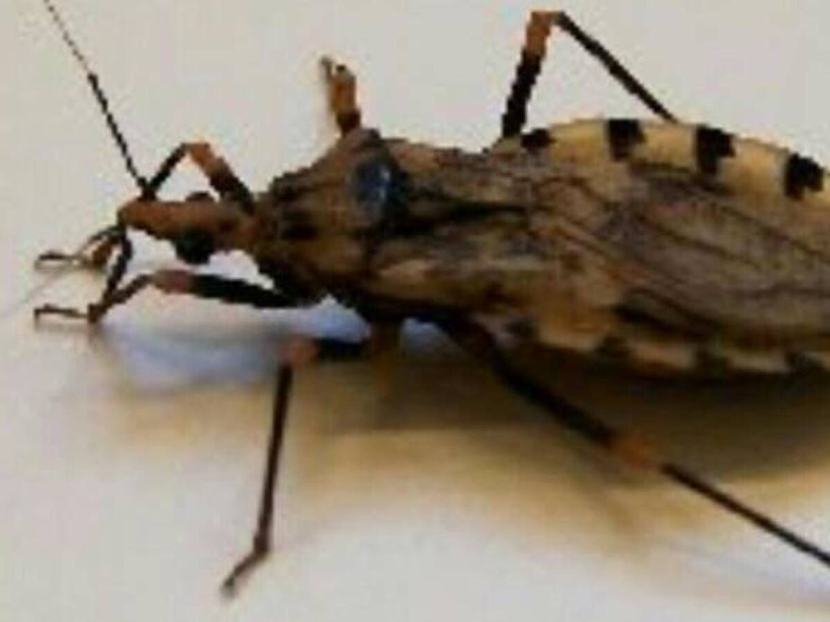 Por primera vez se reporta en Risaralda la aparición de casos de chagas