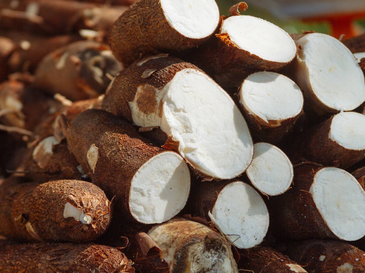 Crisis de la yuca: Minagricultura atenderá a productores de Córdoba, Sucre y Bolívar