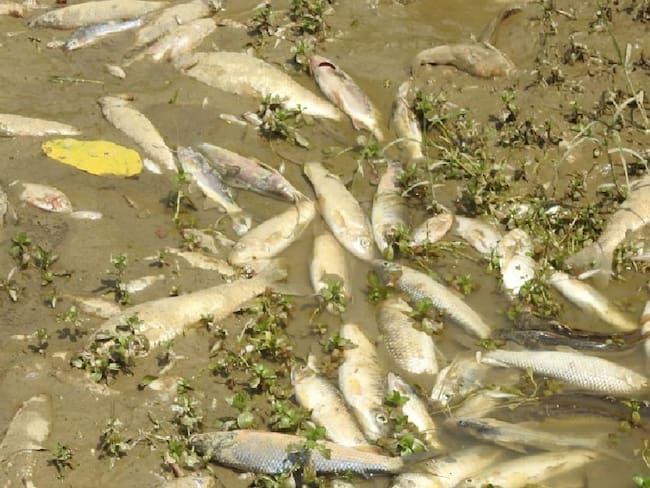 Se registró otra mortandad de peces en Curití