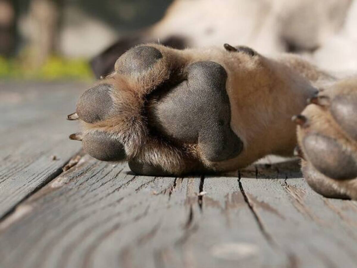 Capturan en Barranquilla al presunto asesino de la perrita “Princesa”