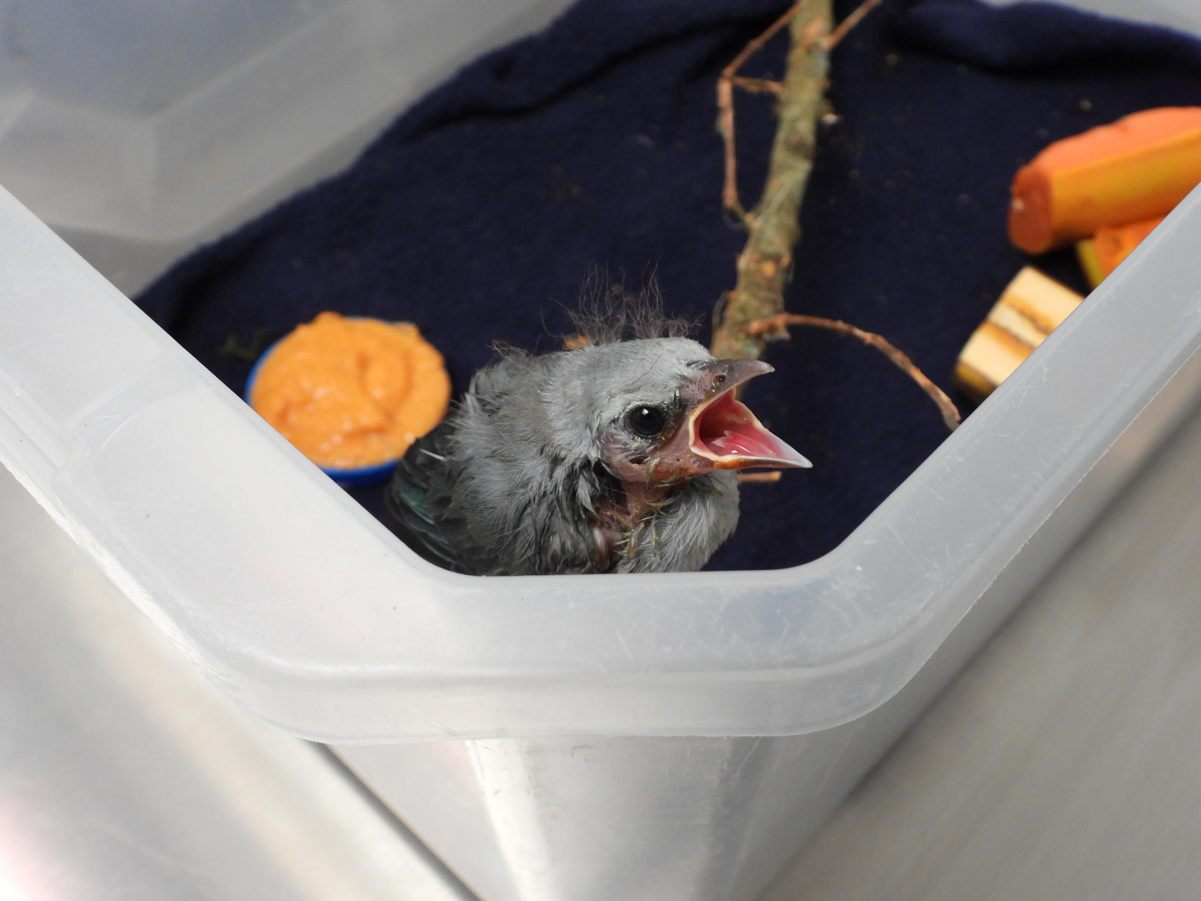 Pichones rescatados en el Valle de Aburrá. Foto: Área Metropolitana.