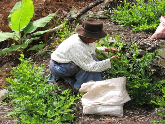 Cultivar coca con fines medicinales es la propuesta de cafeteros del Valle