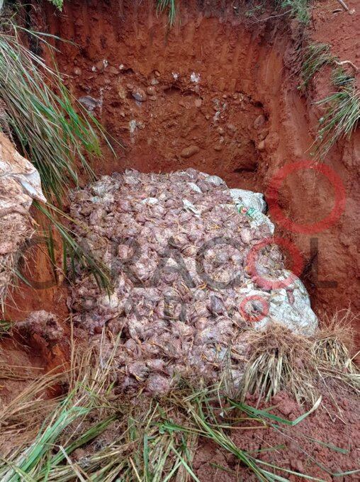 Mortandad de pollitos por efectos paro camionero /Foto Caracol Radio