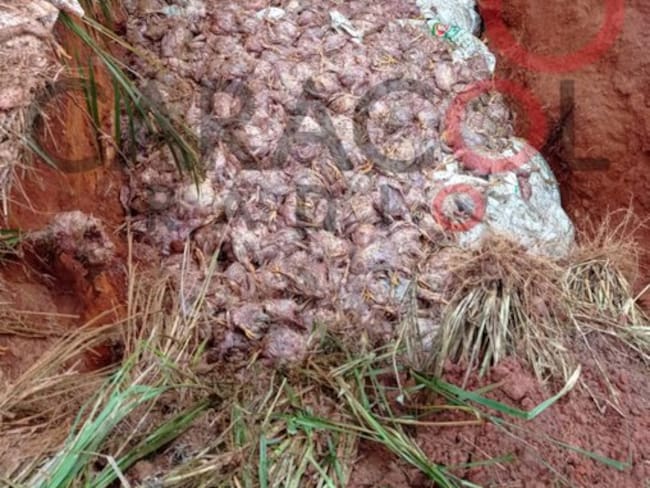 Mortandad de pollitos por efectos paro camionero /Foto Caracol Radio