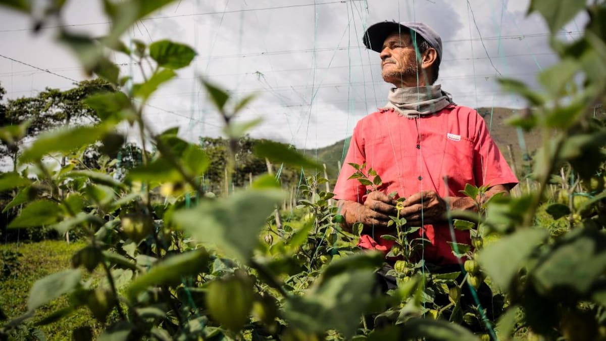 Listos $ 180 mil millones para para subsidiar tasas de interés en el campo