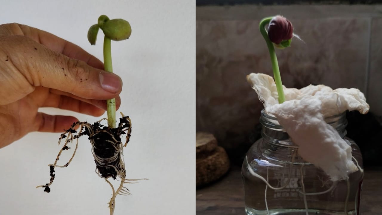 Proyecto piloto en Medellín eco-huertas con inteligencia artificial- foto Distrito de Medellín