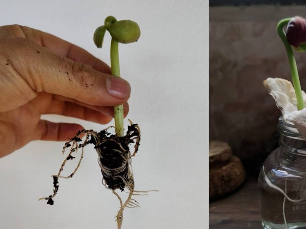 Medellín: plan piloto producirá frijol y lentejas en terrazas de casas con inteligencia artificial