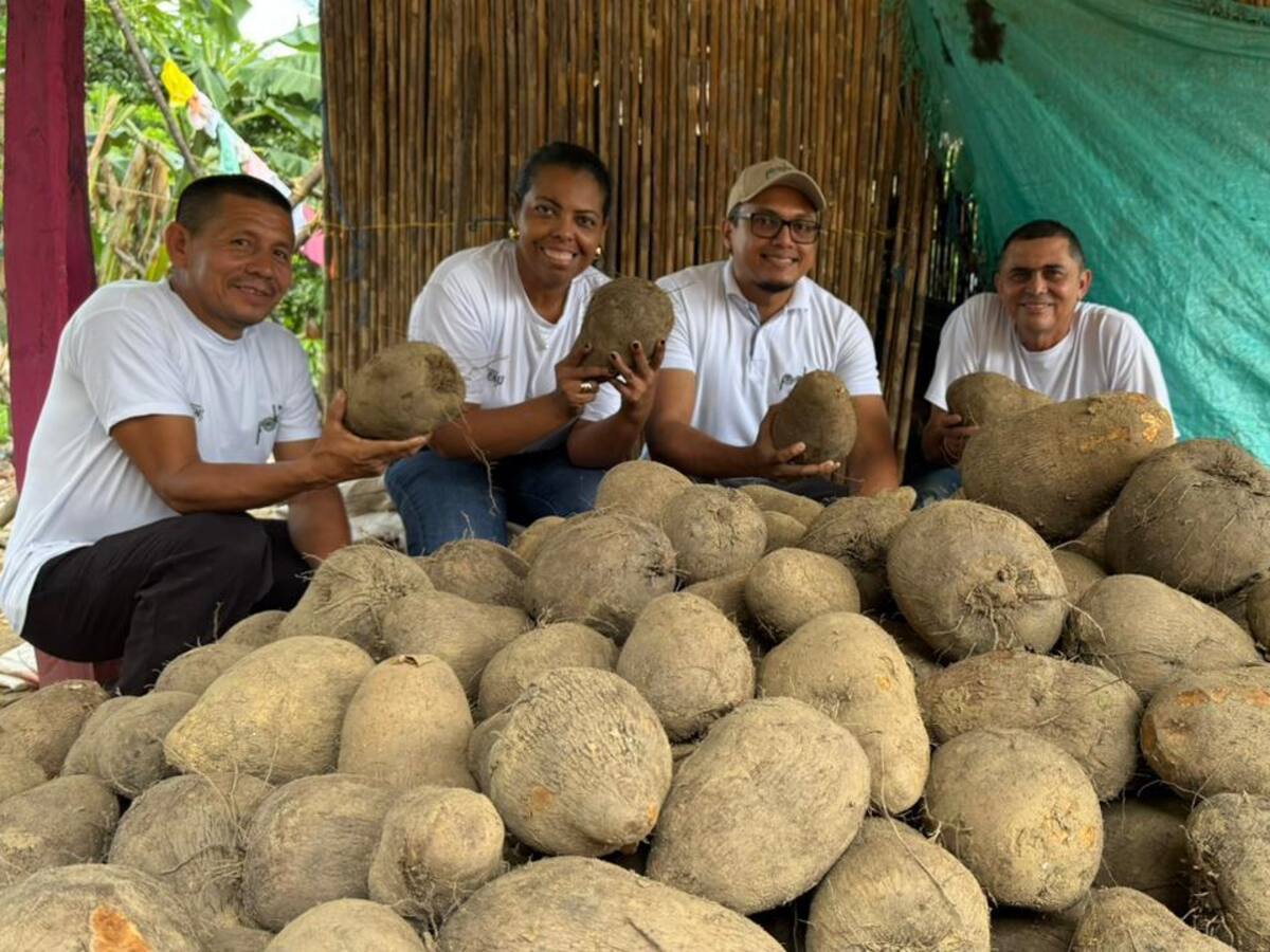 Berruguita: sembrar en tierra fértil, cosechar esperanza en los Montes de María