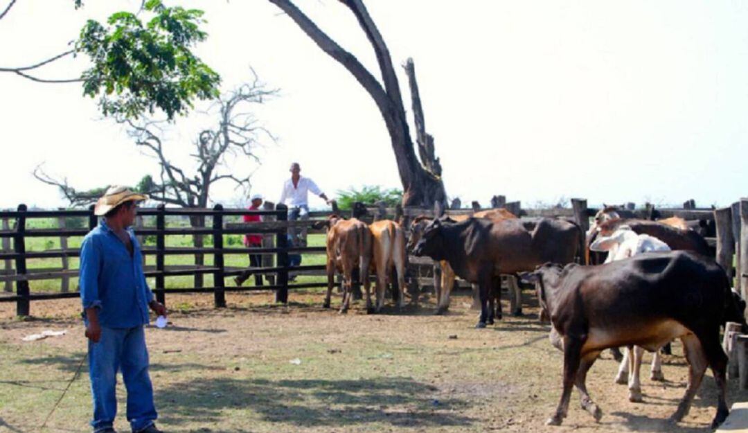 Afectaciones en ganadería.