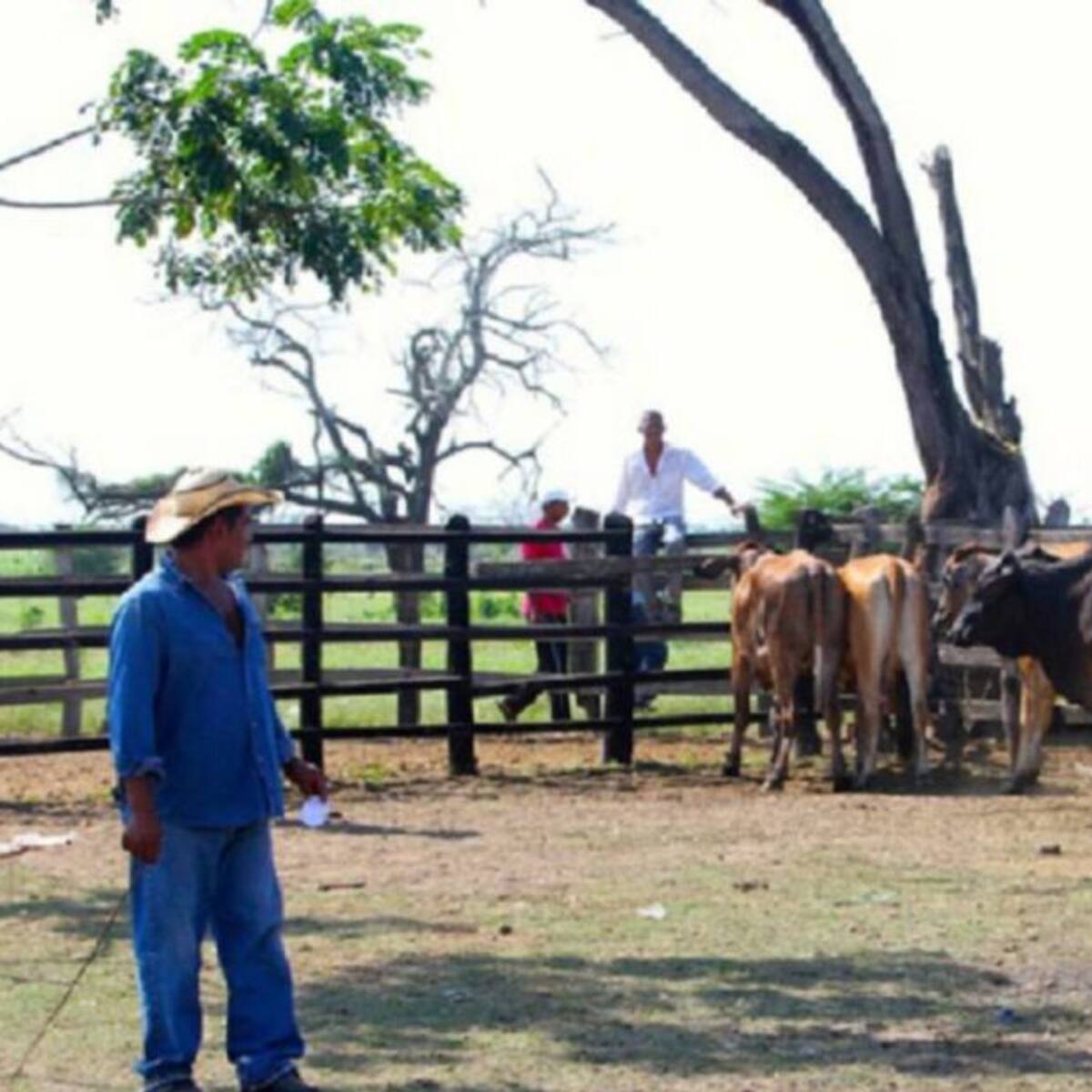 Ola invernal ha generado millonarias pérdidas para ganaderos de Risaralda