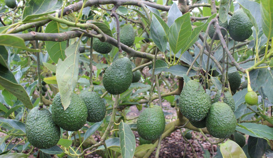 Cultivos de aguacate hass