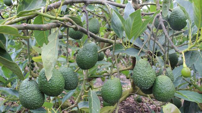 Cultivos de aguacate hass