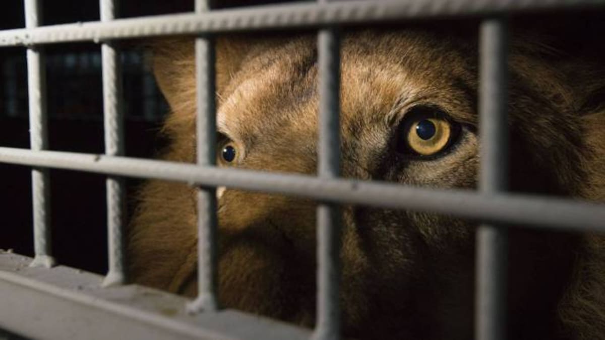 33 leones de circos de Colombia y Perú llegan a Sudáfrica para ser liberados