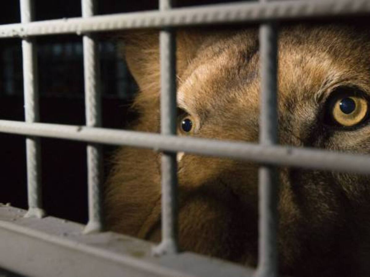 33 leones de circos de Colombia y Perú llegan a Sudáfrica para ser liberados