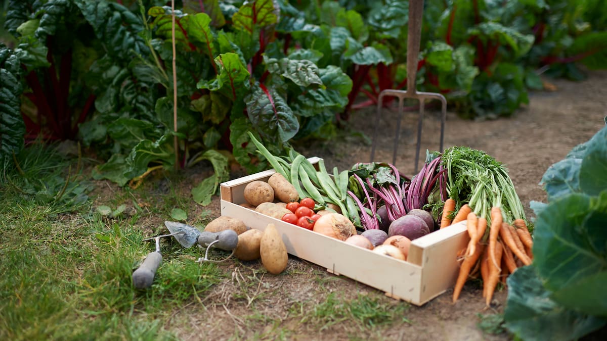 Una comunidad autosuficiente en la producción de sus alimentos, en Colombia Visible
