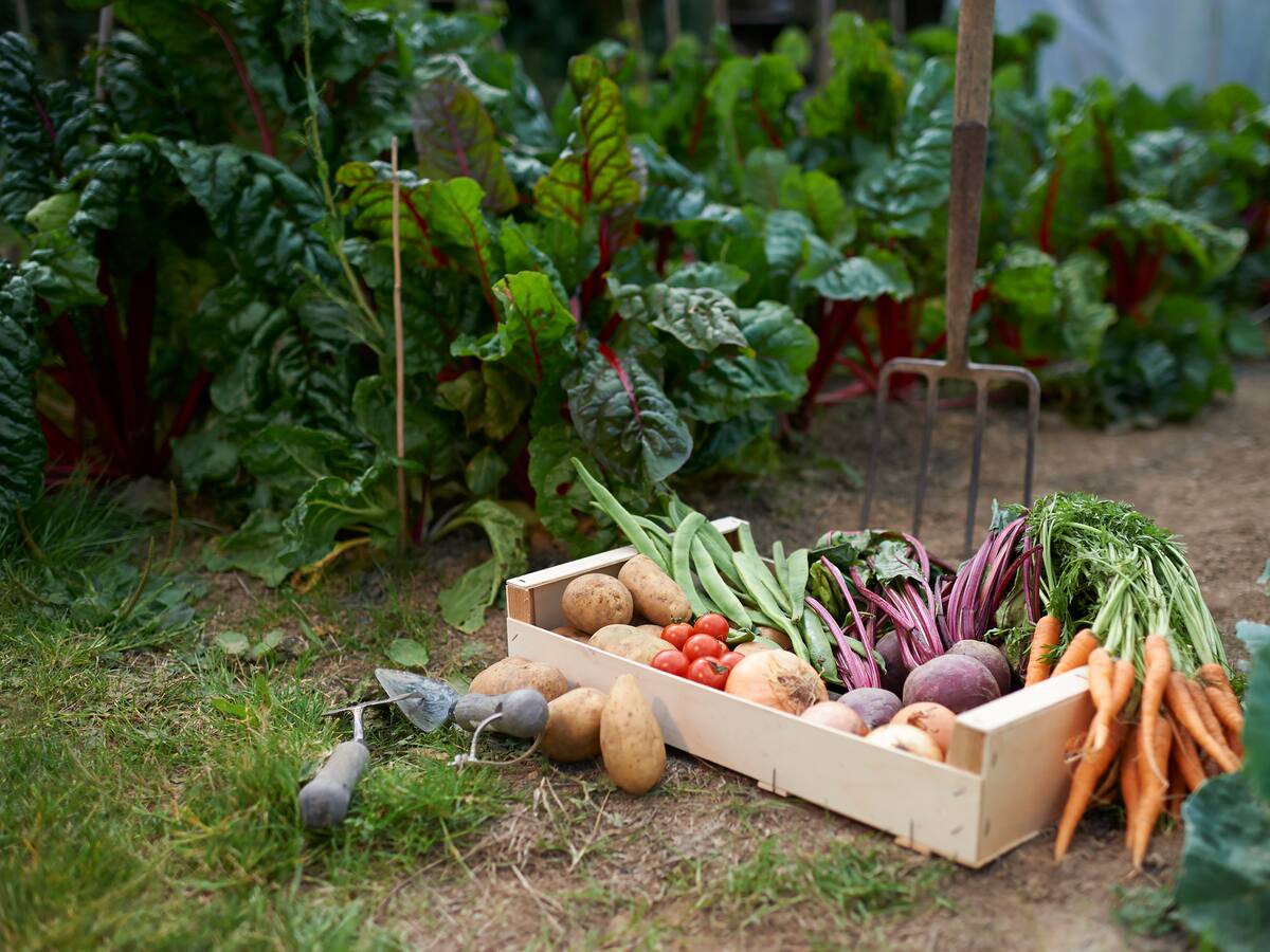 Así es la villa ecológica Proyecto Gaia y su autosuficiencia alimentaria